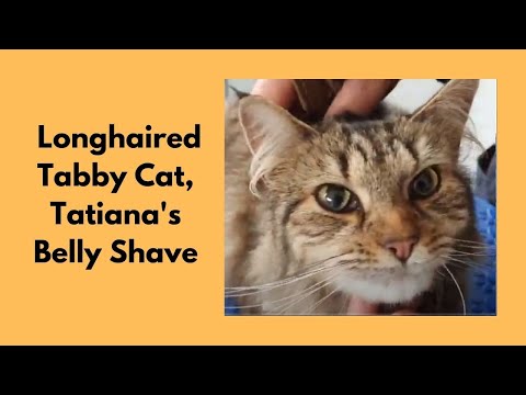 Longhaired Tabby Cat's Belly Shave