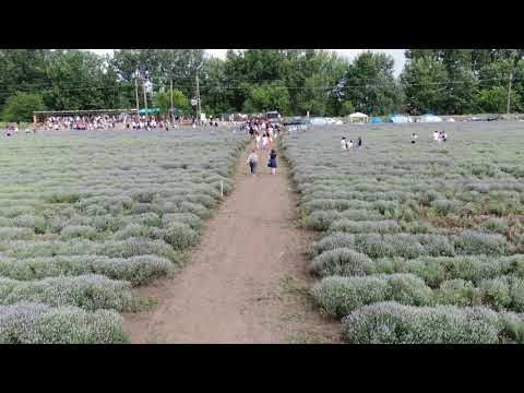 Festivalul Lavandei - Bărăganu 2020, Ediția 1