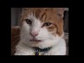 Queef SLOWED CupcakKe