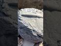 180 Millionen Jahre Altes Tintenfischfossil Aus Schiefergestein Geborgen
