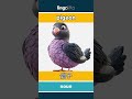 pigeon - 鸽子 video thumbnail