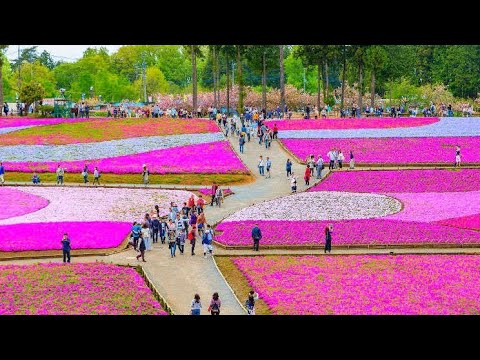 The Best Place To Travel Once In A  Lifetime | Ichikai Machi Shibazakura Park | JAPAN