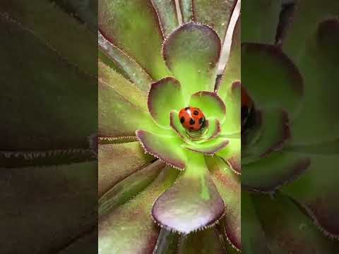 園芸 てんとう虫のエイベンズ