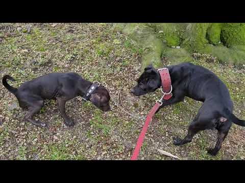 DOGWALKING / WALKING THE DOGS: essentials, recommended and situational gear / items explained