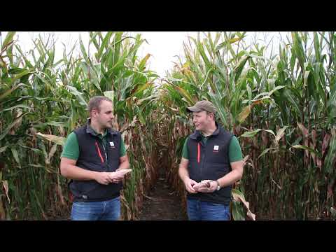 Mais - Blog - Teil 28 (Sortenrad)