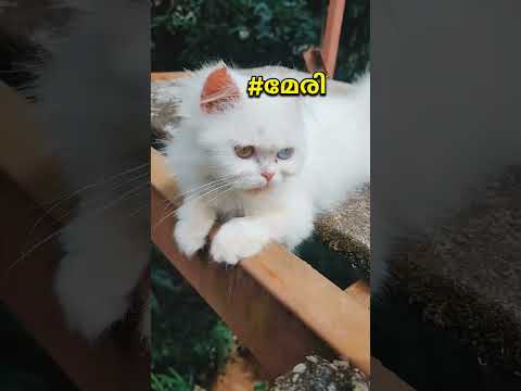 Funny kittens | ഇന്നൊരുത്തിയെ വളക്കണം |sary| Mary| rajeswari #wackytricks Try not to laugh #shorts