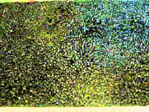 OctoFrost Frozen - IQF Berries: Blueberries