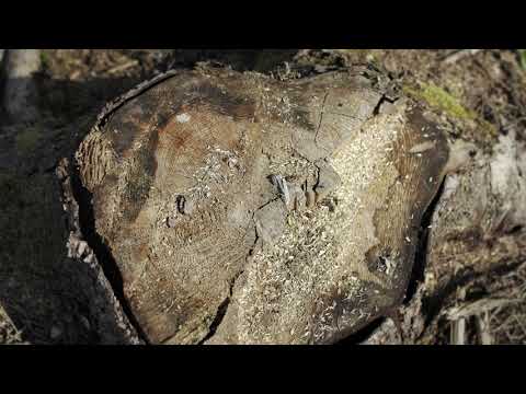 CONCERT FOR A FOREST