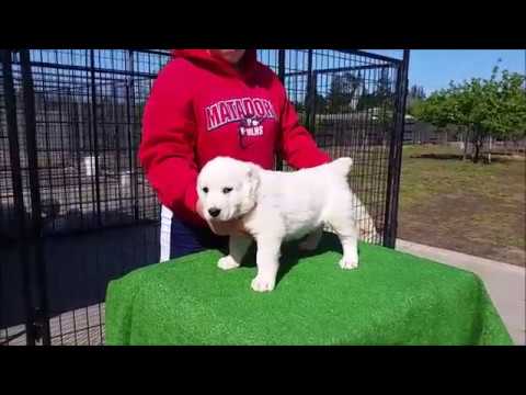 Среднеазиатские овчарки Алабай США.  Litter "N" 6 weeks old.
