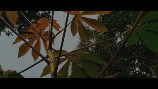 Download lagu Story' wa 30 Detik terbaru~Selamat pagi Cinematic aesthetic video mp3