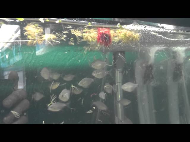 Baby piranhas at aquatopia tropical fish