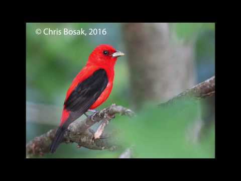 download lagu mp3 mp4 Scarlet Tanager Song, download lagu Scarlet Tanager Song gratis, unduh video klip Scarlet Tanager Song