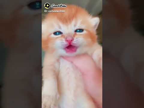 sajid Abbas cat 🐱 #catsofinstagram