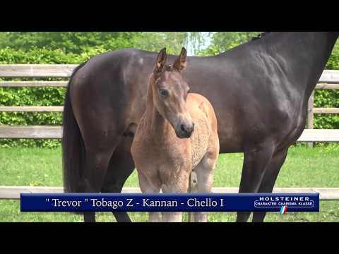 Holsteiner Online-Fohlenauktion 2020 - Trevor