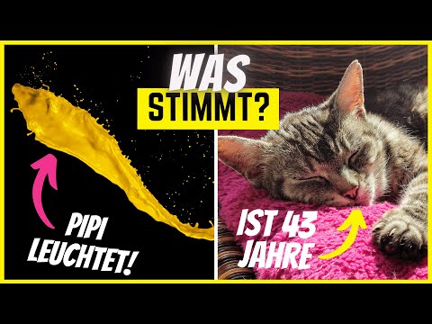 Ich dachte, ich kenne Katzen...dann kamen diese 9 Fragen!