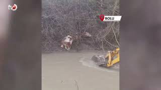 Dereye Düşen Buzağıyı Köylüler Kurtardı