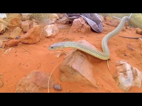 Wrangling a King Brown in Straya