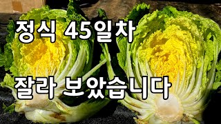 배추정식 45일차 무름병과 벌레들의 공격 걱정 되나요?