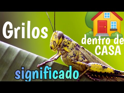Vídeo: Grilo dentro de casa: o que significa