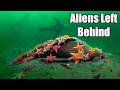 The Terrifying Truth Behind The Aliens In The Ocean