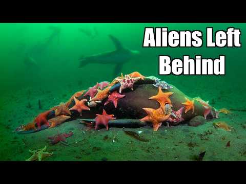 The Terrifying Truth Behind the Aliens in the Ocean