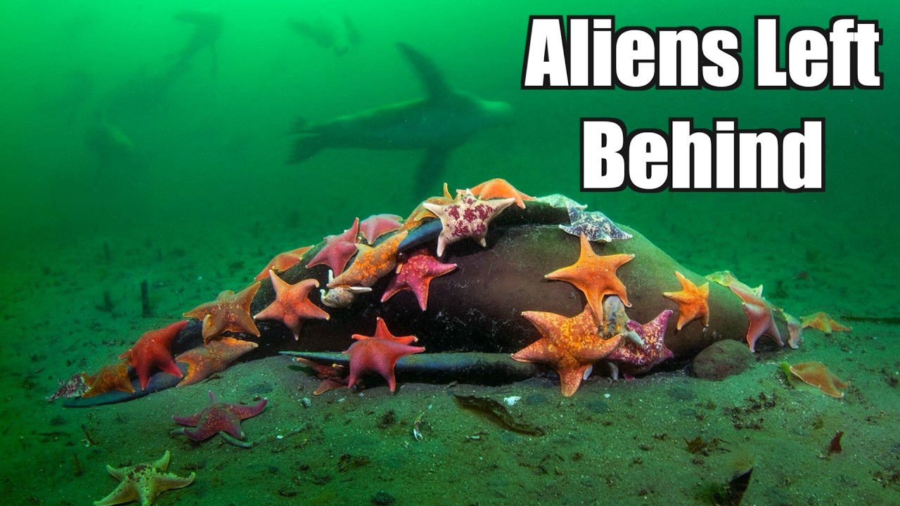 The Terrifying Truth Behind the Aliens in the Ocean