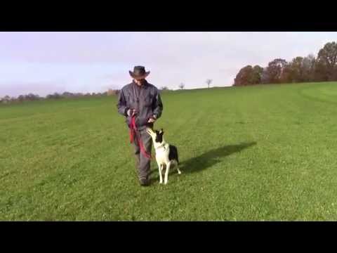 Abby 2015 11 01 Unterordnung