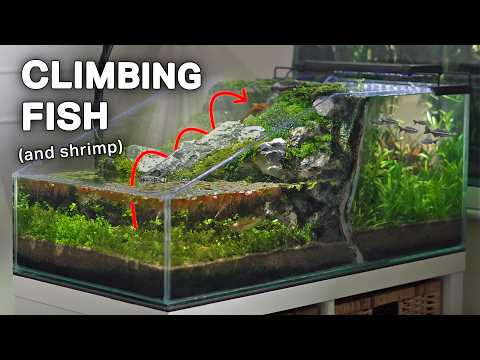 Making a Waterfall for My Climbing Fish (Two-Sided Ecosystem)