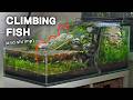 Making A Waterfall For My Climbing Fish Two Sided Ecosystem