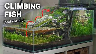 Download lagu Making a Waterfall for My Climbing Fish (Two-Sided Ecosystem) mp3