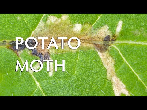 , title : 'Managing Potato Moth in the garden'