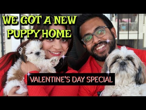 We Got A New Shih Tzu Puppy | Meet Our Newest Family Member Kiara | Valentines Day Special Vlog Video