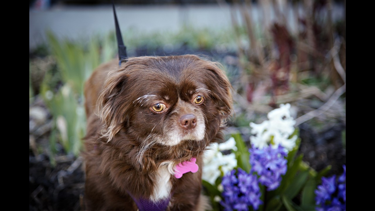 Enlarge Teddy, a ADOPTABLE mixed breed in Ellicott City, MD video 6/6