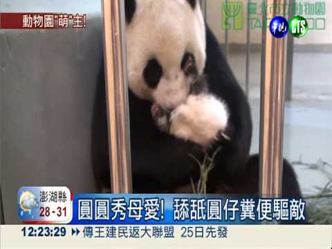 圓圓母愛爆發! 舐圓仔糞便護女