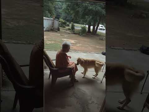 Dog KNEW! 🤯 Hero Saves Grandma from COLLAPSING Ceiling! #shorts #HeroDog #DogRescue #Miracle