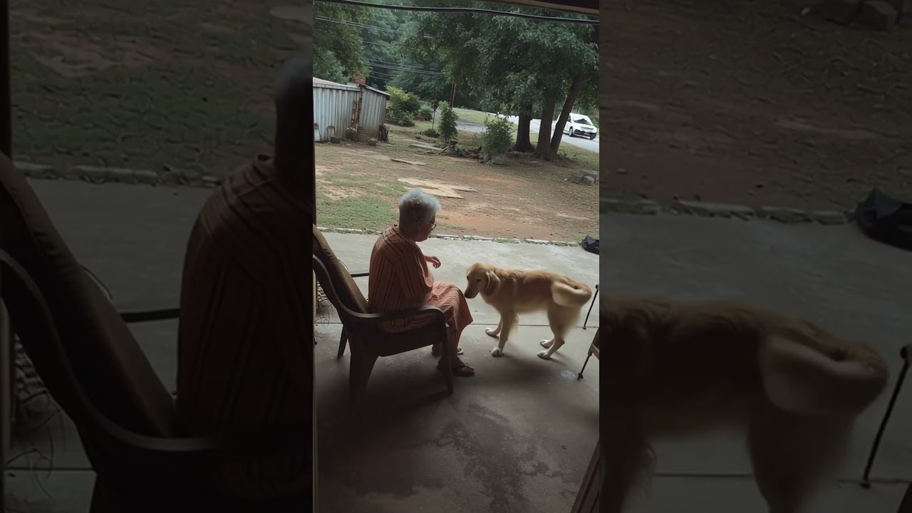 Dog KNEW! 🤯 Hero Saves Grandma from COLLAPSING Ceiling! #shorts #HeroDog #DogRescue #Miracle