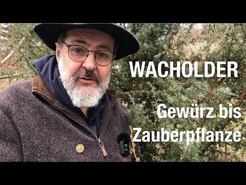 Wacholder Zauberpflanze Gewürz Heilmittel Räucherwerk