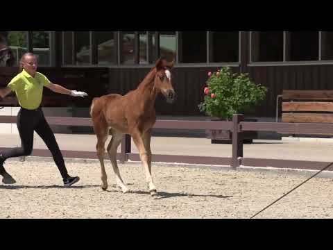 SF Bon Courage   Fürst Romancier