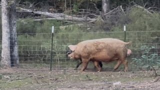 WOW Wild Boar Shows Up Out Of Nowhere Looking For Trouble…
