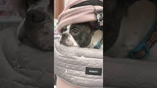 人混みでは顔を出さないで待ってます🐶#shorts