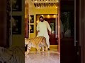 Tottal Kitnay Lions Tigers Hein