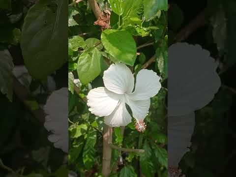 Asheesh Garden White habiscus#shorts #viral #trending #garden #reels #video