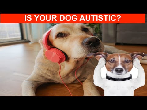 Can A Dog Be Retarded