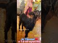 Bawe Wali Mata Live Darshan Jai Mahakali 25 06 2024 Reels Jk
