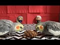 Twin Beaks