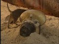 Episode 3 Cat Andrew Sachs Eyewitness 1994