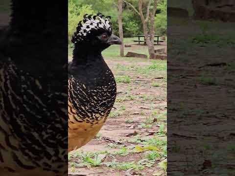 Muitú (Crax fasciolata)- Parque Nacional Chaco