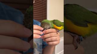 3 Tips to Help Parrots Stay Calm During Fireworks #birds