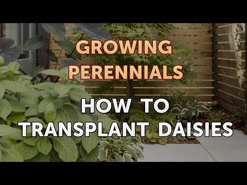 Can I Propagate a Peony From a Cutting