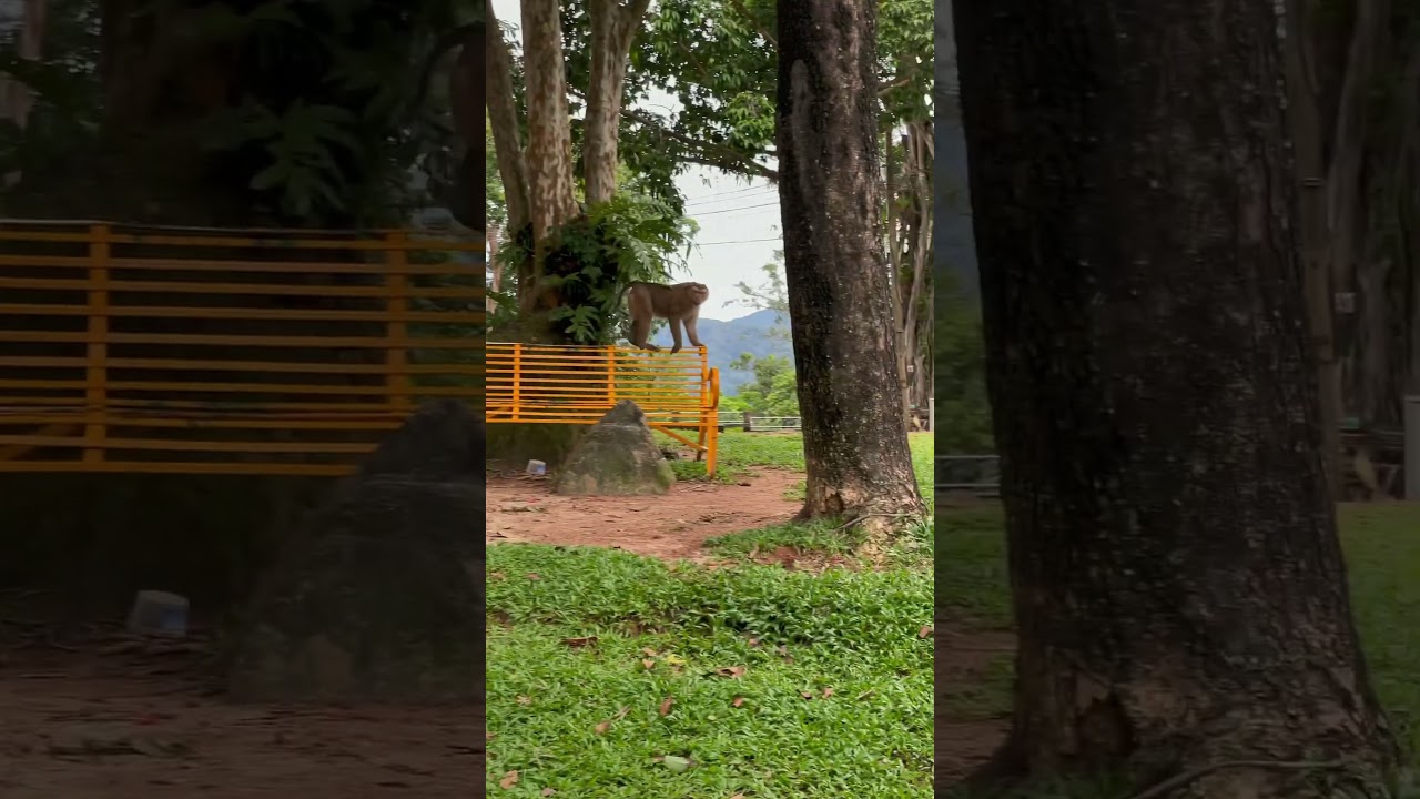 YouTube Short thumbnail